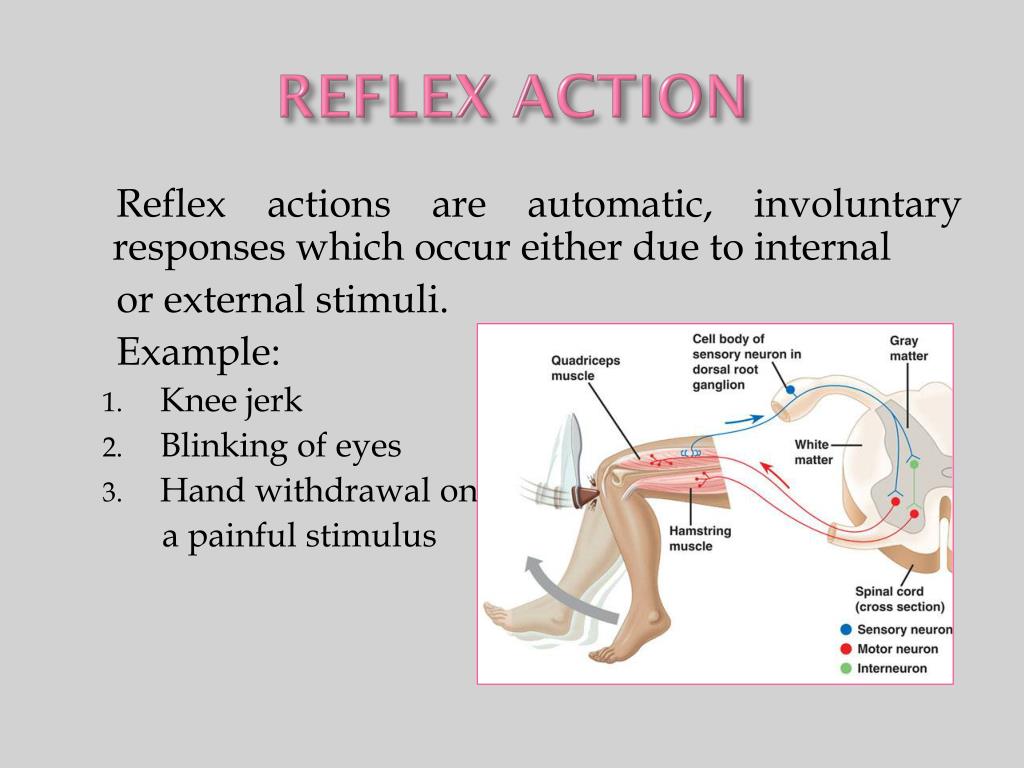 Самое рефлекс. Reflex Actions. Английский Reflex. Involuntary Reflexes. Reflex Actions facts.