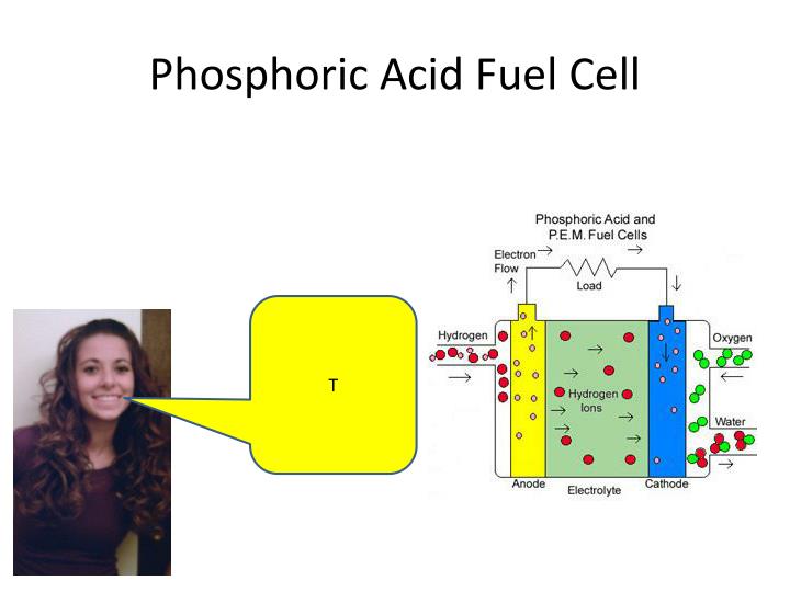 ppt types of fuel cells powerpoint presentation id 2441156 venn diagram between plant and animal cells