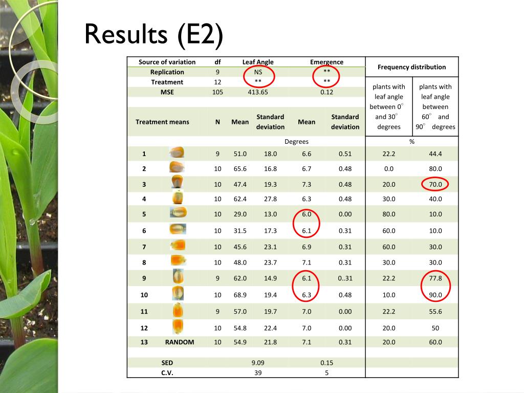 PPT Corn (Zea mays L.) Leaf Angle and Emergence as Affected by Seed