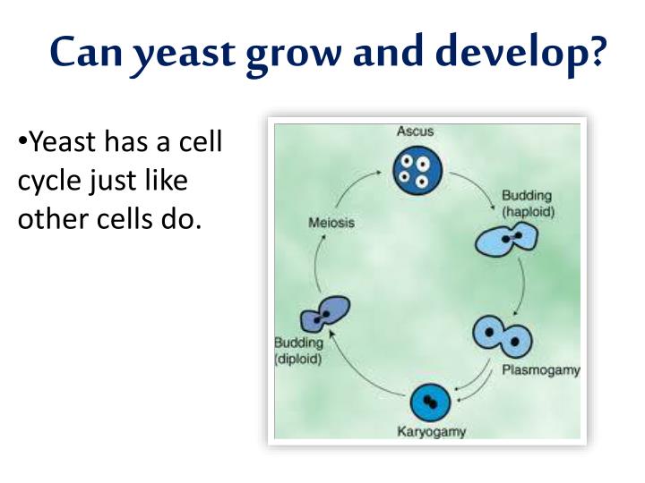 PPT Is Yeast Alive? PowerPoint Presentation ID2442236