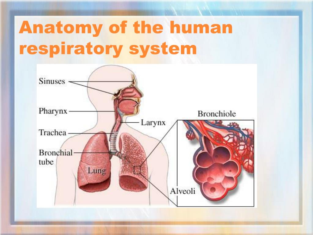 PPT - Gas Exchange PowerPoint Presentation, free download - ID:2442322