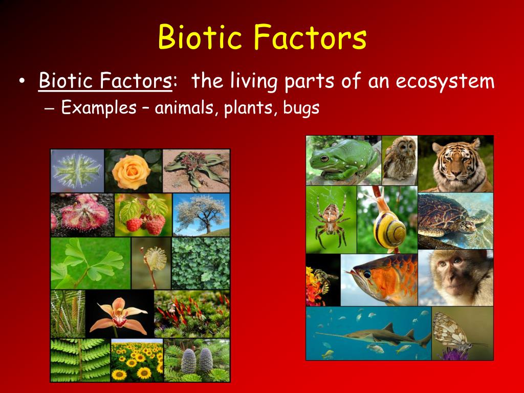 Biotic Factors: the living parts of an ecosystem * Examples - animals, plan...