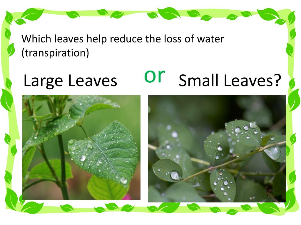 How do plants reduce water loss Idea