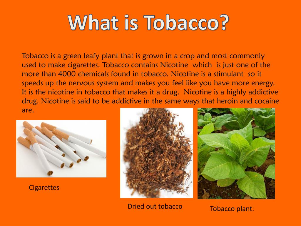 powerpoint presentation of tobacco plant