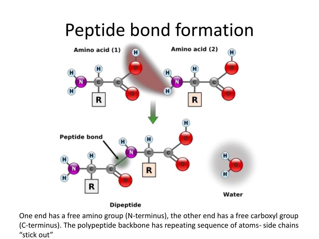 PPT Biomolecules PowerPoint Presentation Free Download ID 2445311 PPT Biomolecules PowerPoint Presentation Free Download ID 2445311
