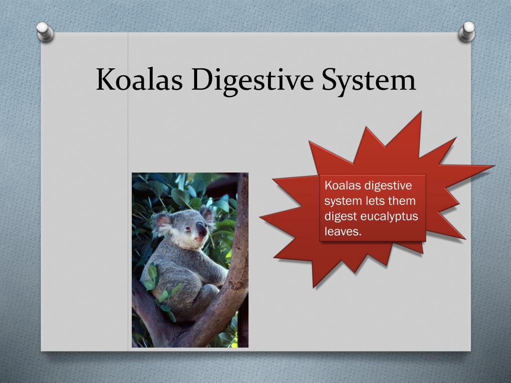 PPT - Koala Adaptations PowerPoint Presentation, free download - ID:2445315