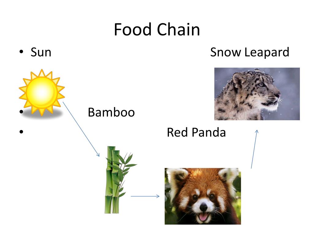 PPT - Red Pandas PowerPoint Presentation, free download - ID:2445344