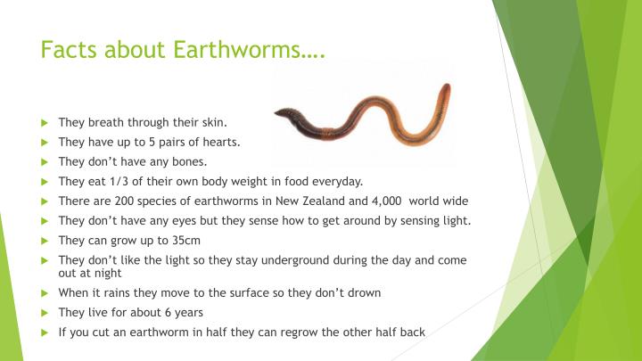 Earthworm Presentation