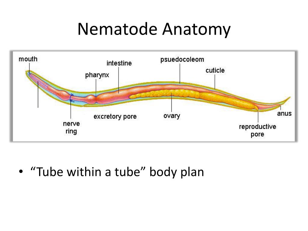 Nematode Anatomy