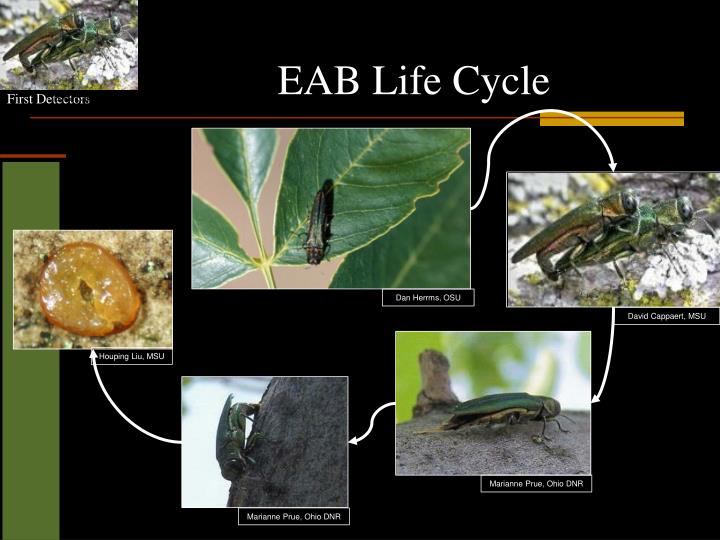 ppt emerald ash borer powerpoint presentation id 2446716 emerald ash borer life cycle