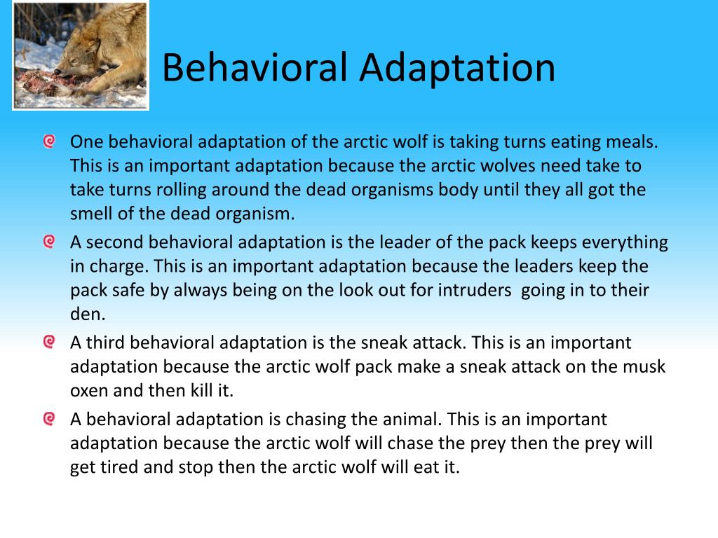 arctic wolf adaptations