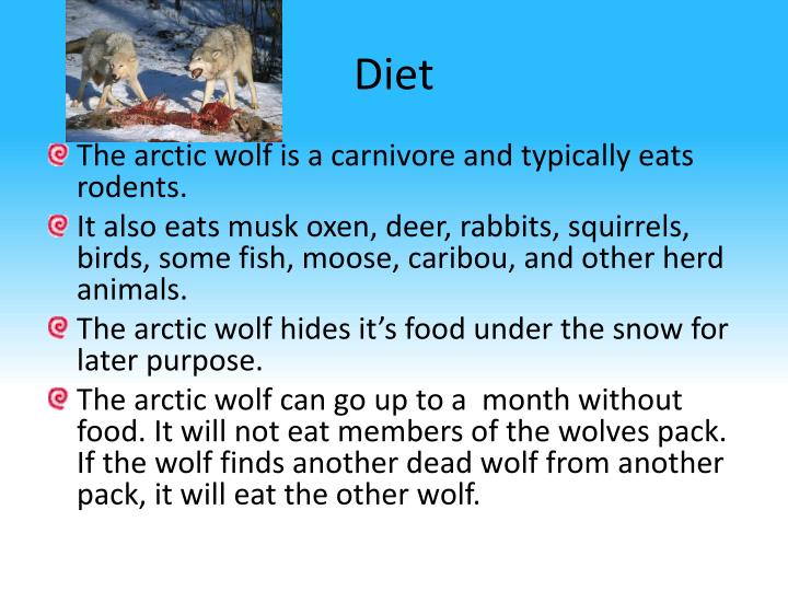 arctic wolf diet