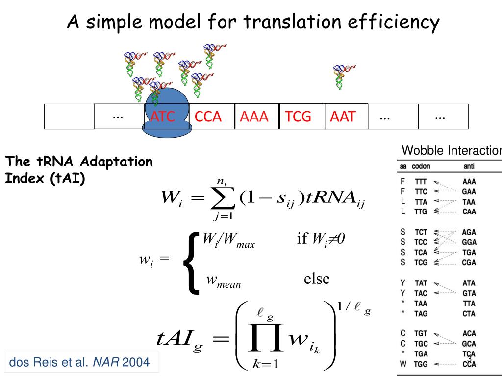 PPT - A genome-wide perspective on translation of proteins PowerPoint ...