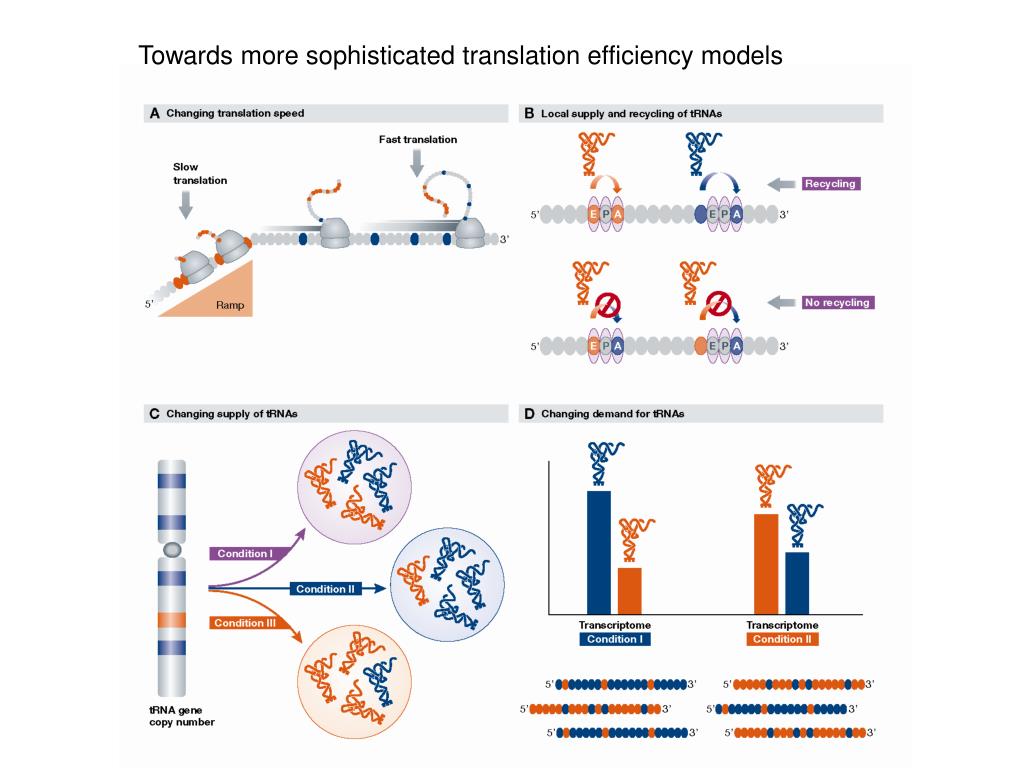 PPT - A genome-wide perspective on translation of proteins PowerPoint ...