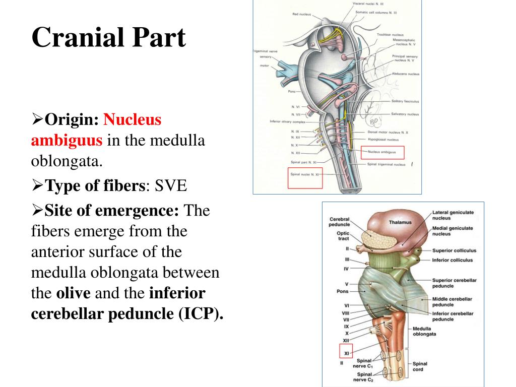 PPT - The Cranial Nerves XI-XII PowerPoint Presentation, free download