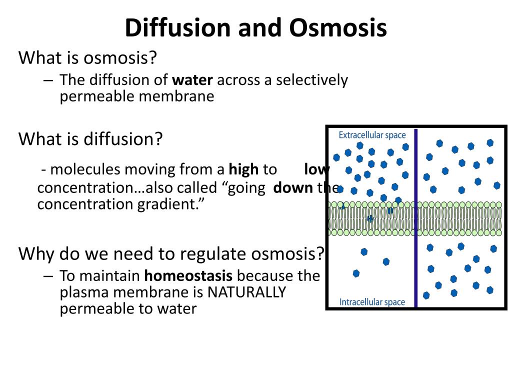 PPT You should be able to Define osmosis & diffusion. Determine why