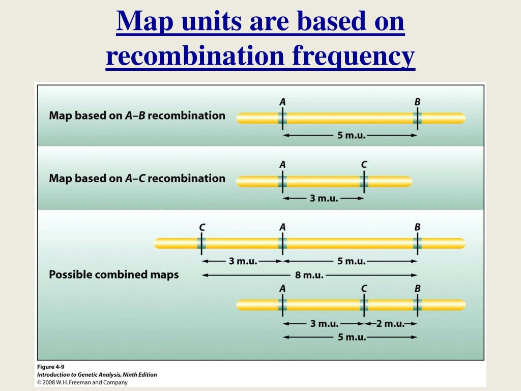 Map Units Are Based On Recombination Frequency L 