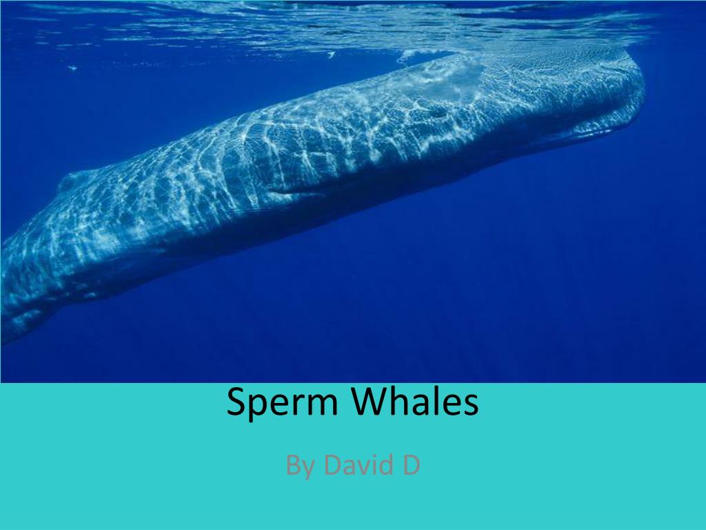 their How name sperm whales get Adult Pix HQ Virgin mobile phone support