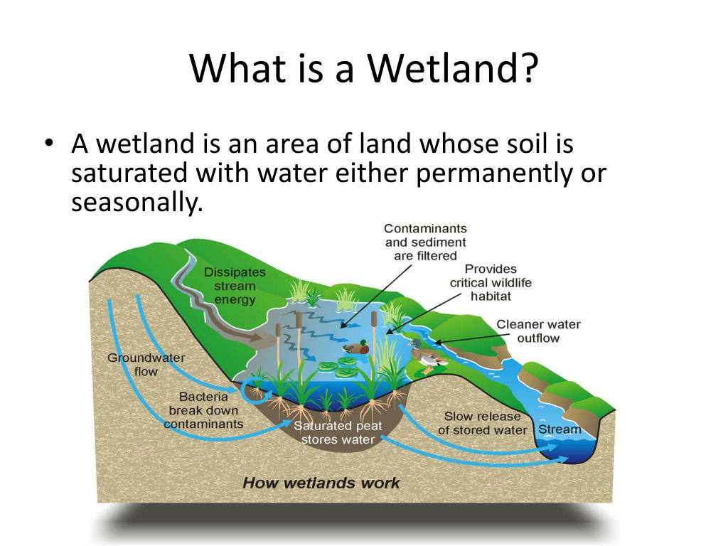 wetland case study geography