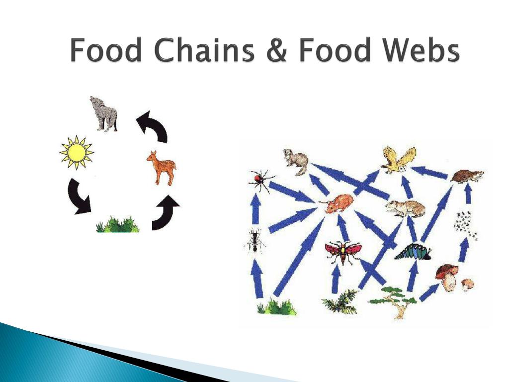 presentation on food chain and food web