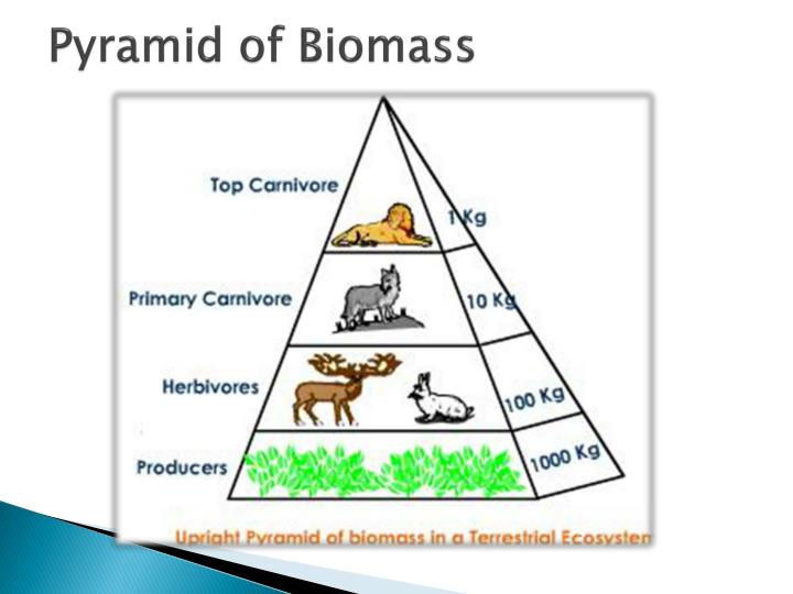 PPT - Food Chains & Food Webs PowerPoint Presentation - ID:2452786