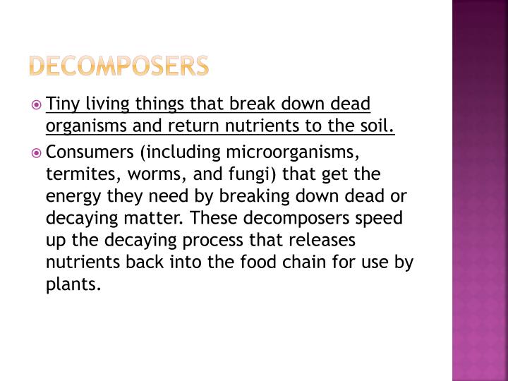 PPT Ecosystems Food Chains and Webs Standard 52.4