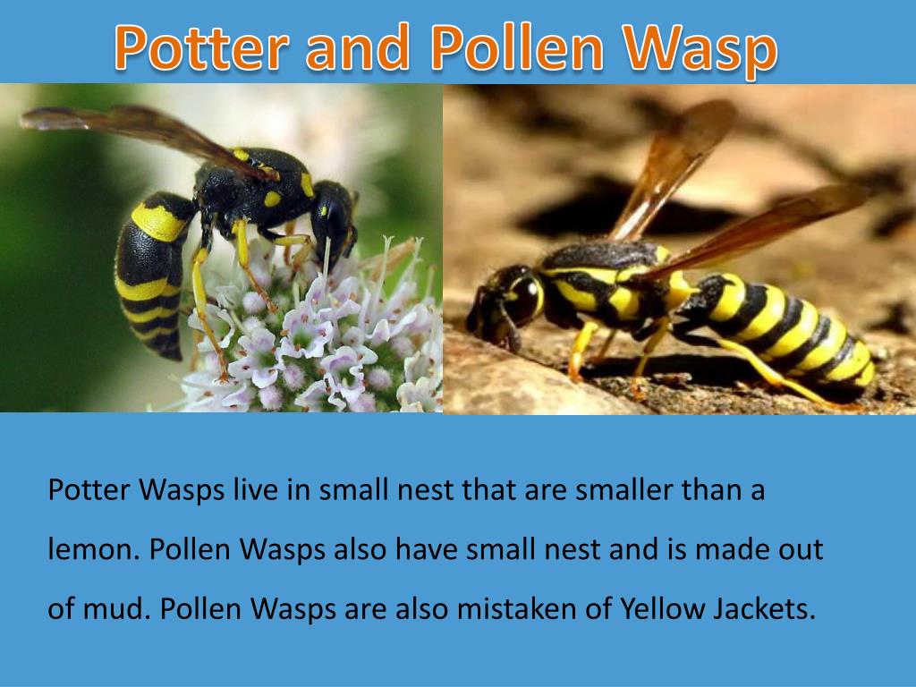 PPT - Types of Wasps PowerPoint Presentation, free download - ID:2454940