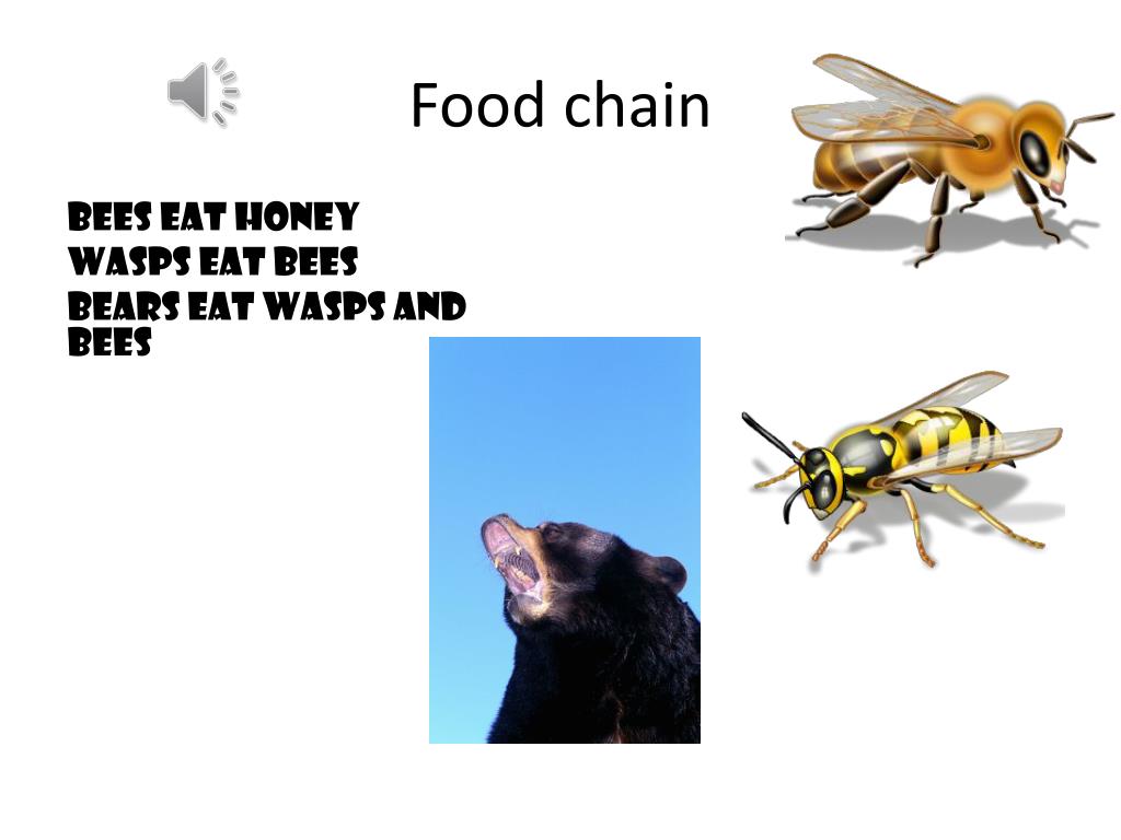 Bees PowerPoint Presentation free download Biology Diagrams