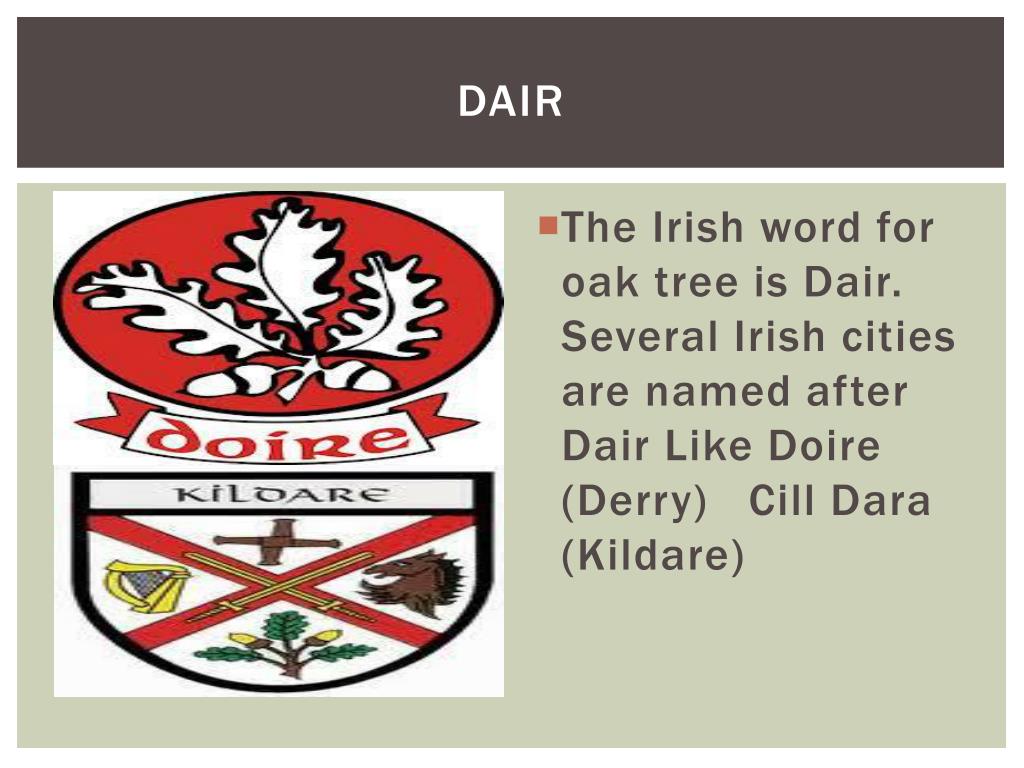 PPT The Oak Tree Ecosystem PowerPoint Presentation Free Download 