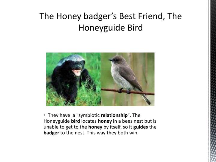 PPT The Powerful Honey Badger PowerPoint Presentation ID2455602