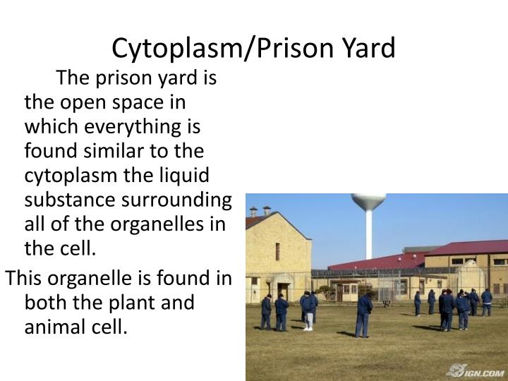 cytoplasm analogy