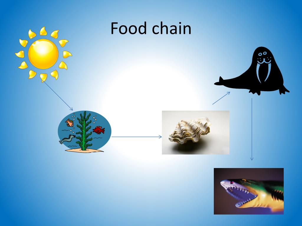 Walrus Presentation PowerPoint Presentation, free download Biology Diagrams