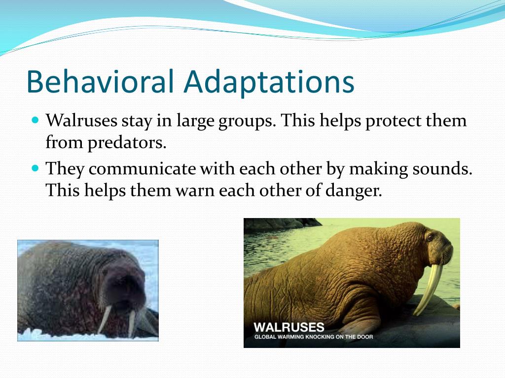 PPT Walruses PowerPoint Presentation Free Download ID 2457129 PPT Walruses PowerPoint Presentation Free Download ID 2457129