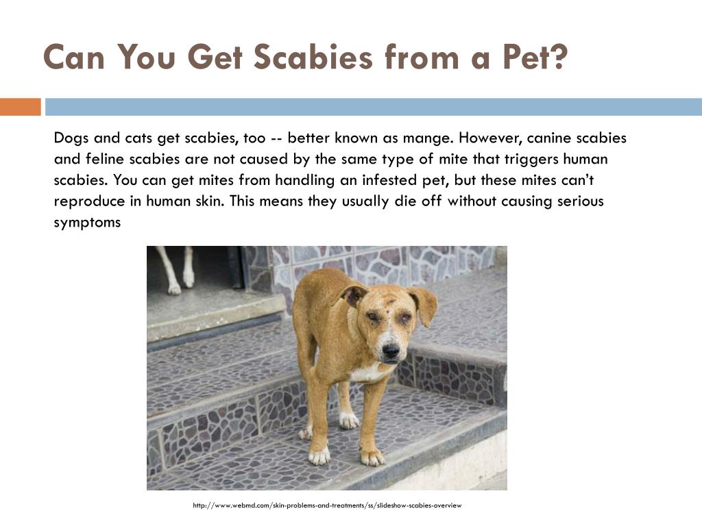 Ppt What Is Scabies Powerpoint Presentation Free Download Id 2457230