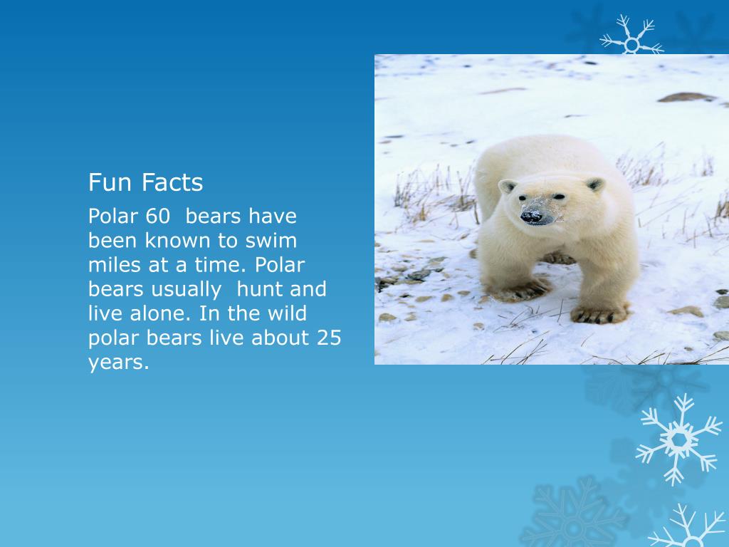 Мишка перевести на английский. Описание полярного медведя на английском. Белый медведь на английском. Белый медведь facts. Текст про белого медведя.