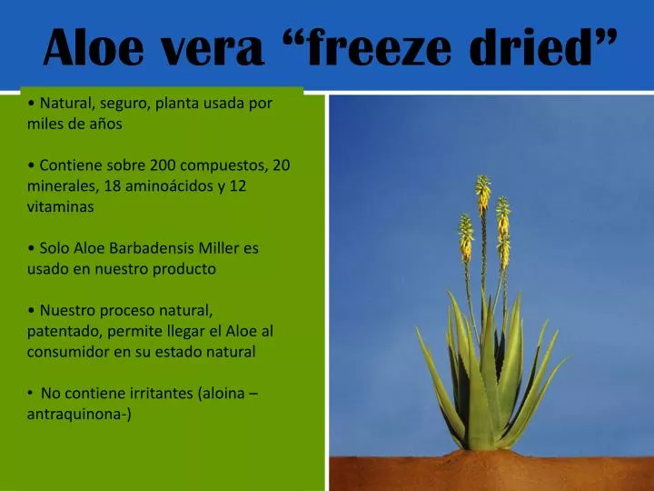 PPT - Aloe “freeze dried” PowerPoint Presentation, free download - ID:2458257