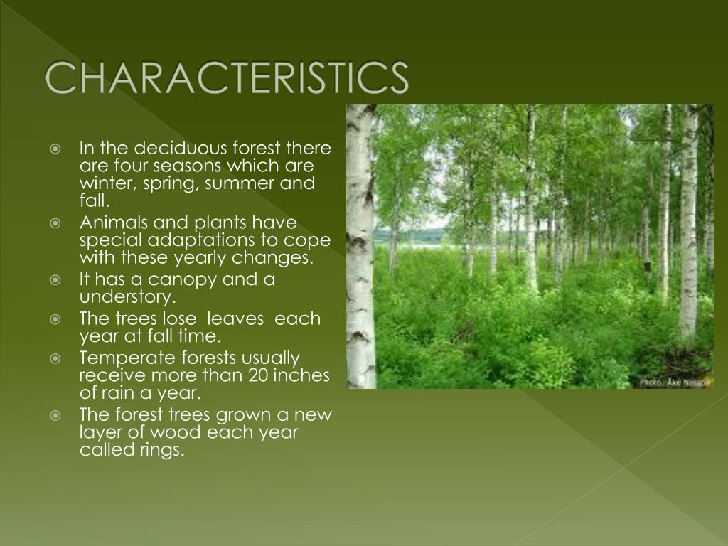 List Of Temperate Forests list-of-temperate-forests