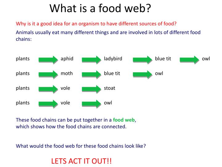 PPT Food Webs PowerPoint Presentation ID2460034