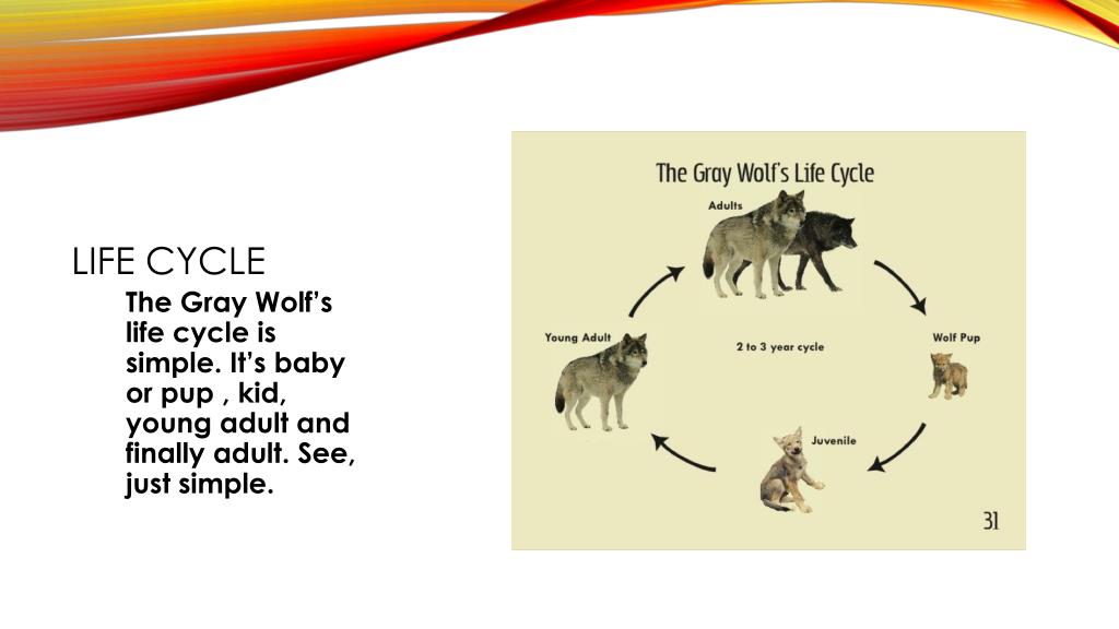 PPT The Gray Wolf PowerPoint Presentation Free Download ID 2460042