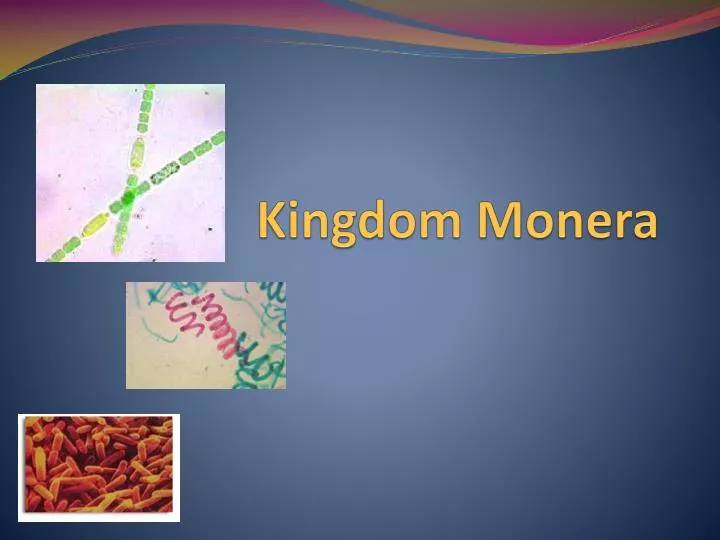 PPT - Kingdom Monera PowerPoint Presentation, free download - ID:2460688