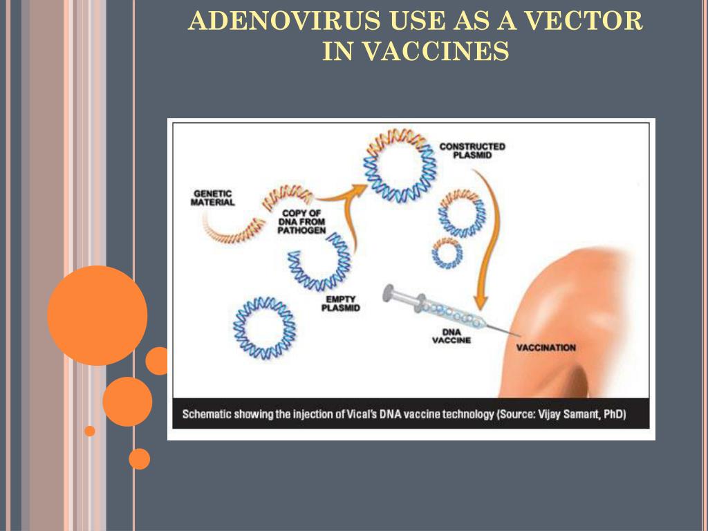 Генная вакцина. Векторные вакцины. Аденовирус вакцина. Аденовирусный вектор вакцина. Векторные вакцины строение.