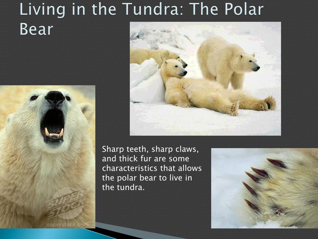 PPT - Stayin ’ Alive: Animal Adaptations PowerPoint Presentation, free ...