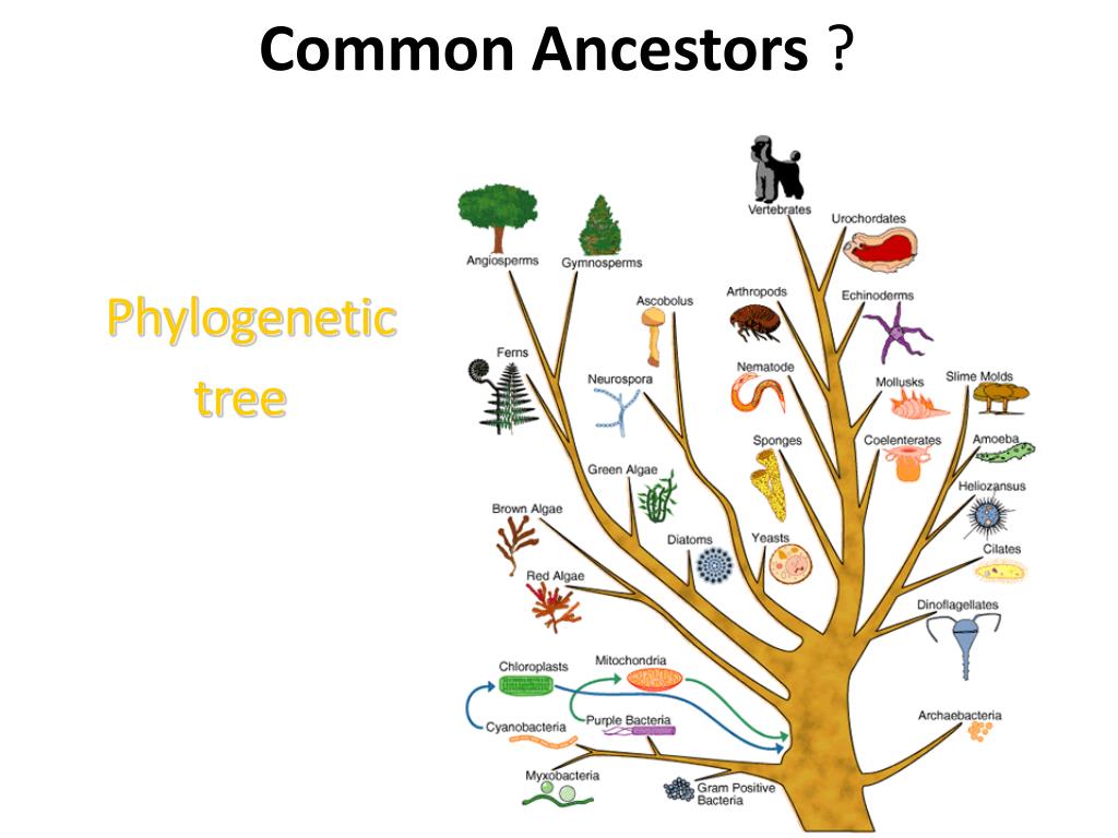 PPT Evolution PowerPoint Presentation Free Download ID 2461880