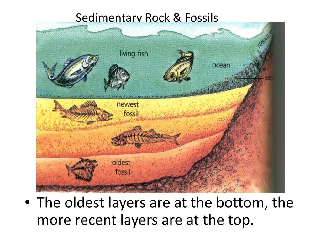 Sedimentary Rock Layers Fossils