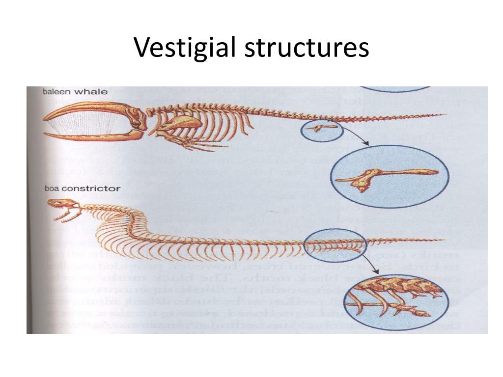 vestigial structures download free
