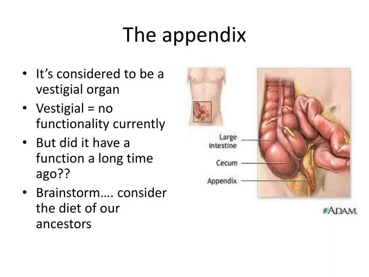 PPT - The appendix PowerPoint Presentation, free download - ID:2461892