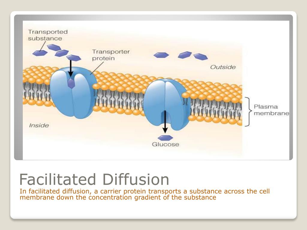 PPT Passive and Active Transport PowerPoint Presentation, free