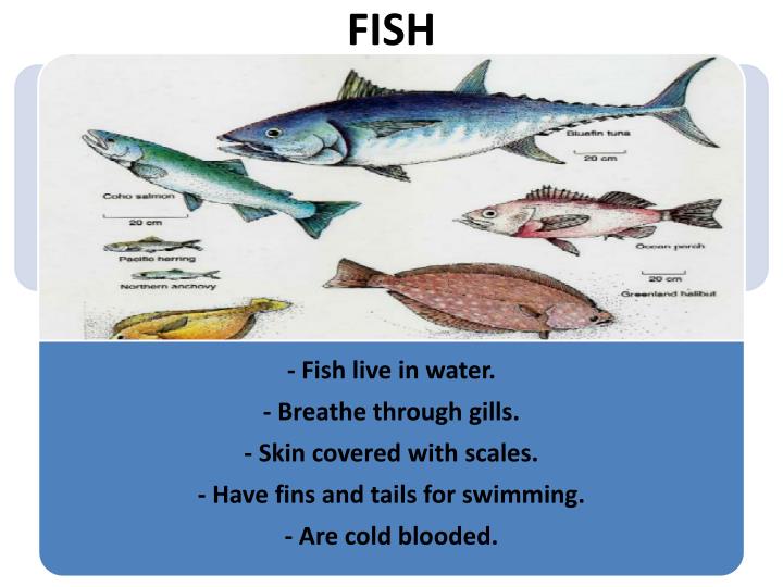 PPT VERTEBRATES PowerPoint Presentation ID2462039