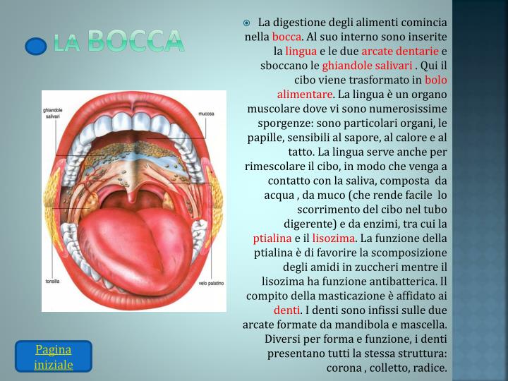 Punti In Bocca Cosa Mangiare PPT - L’apparato digerente PowerPoint Presentation - ID:2462473