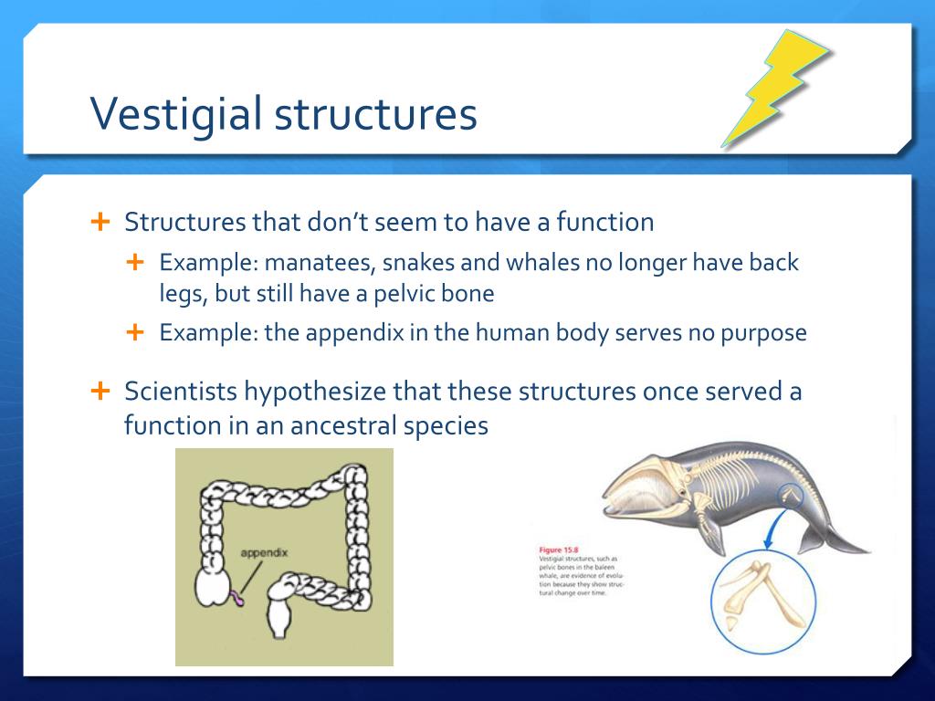 vestigial structures download free vestigial structures download free